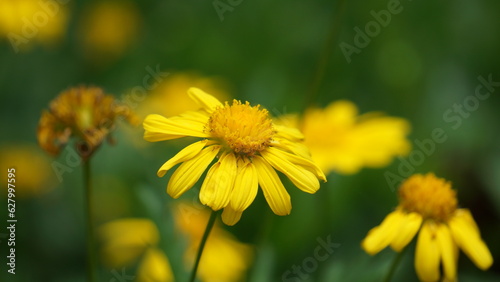 yellow dandelion flower on the garden 