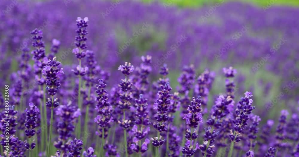Lavender flowers close-up soft focus. Lavender field. Camera movement away flowers Lavender flowers close-up soft focus. Lavender field. Camera movement away flowers