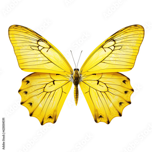 Two beautiful yellow butterflies Phoebis philea isolated on white background. photo