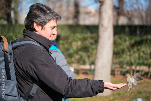 Female House Sparrow, Passer domesticus, eating seeds from a woman hand in a park in Madrid, Spain.