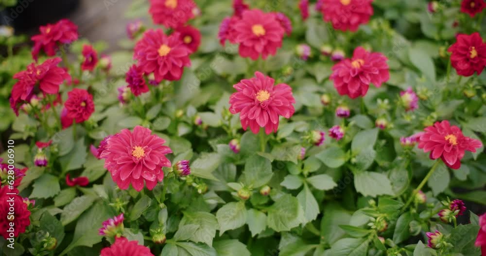 Fresh Red Flowering Plants In Greenhouse. Fresh Red Flowering Plants In Greenhouse.