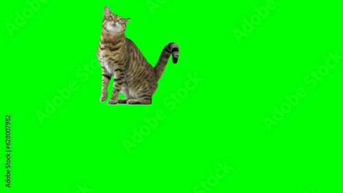 Bengal cat jumps up onto platform, sits down then jumps down on green screen chroma key. Shot at 120 fps for slow motion.
