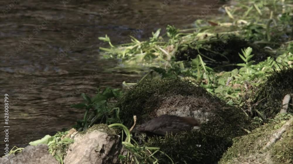 Dipper by the water Dipper by the water