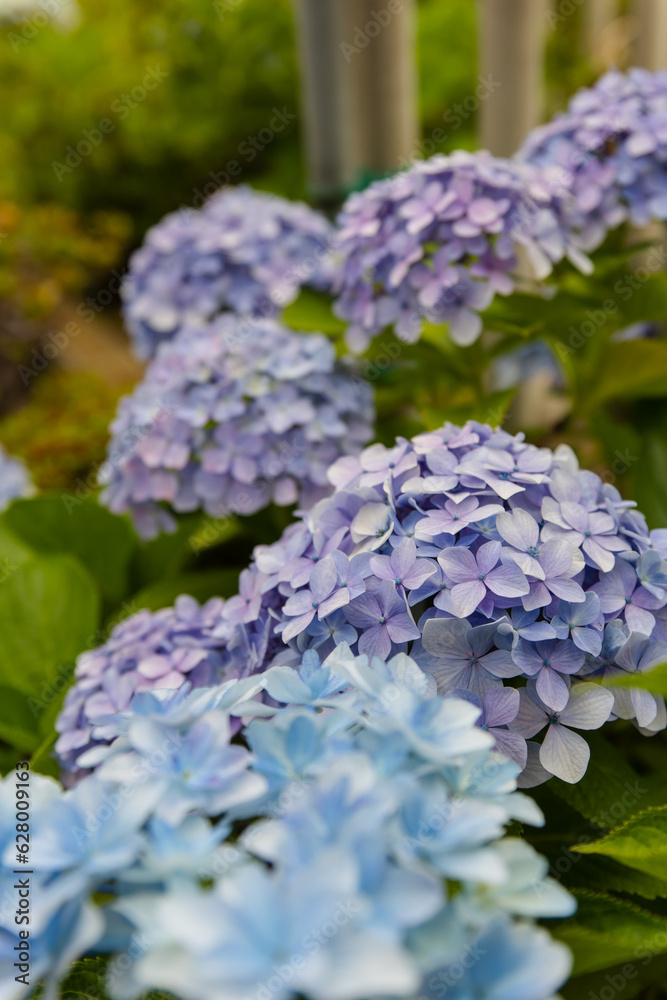 Japanese blue and purple hydrangea flowers and green leaves in garden, blooming in summer Japanese blue and purple hydrangea flowers and green leaves in garden, blooming in summer