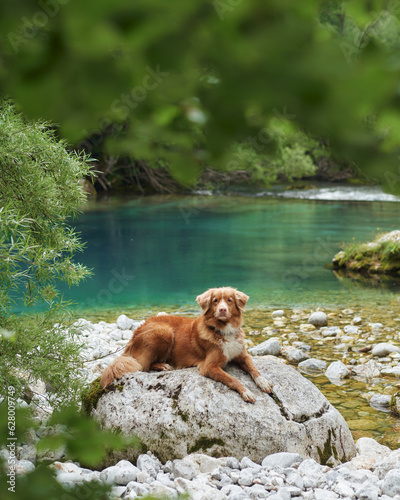 Toller dog at the blue small lake. Nova Scotia duck tolling retriever in nature. Travel and hiking with an active pet