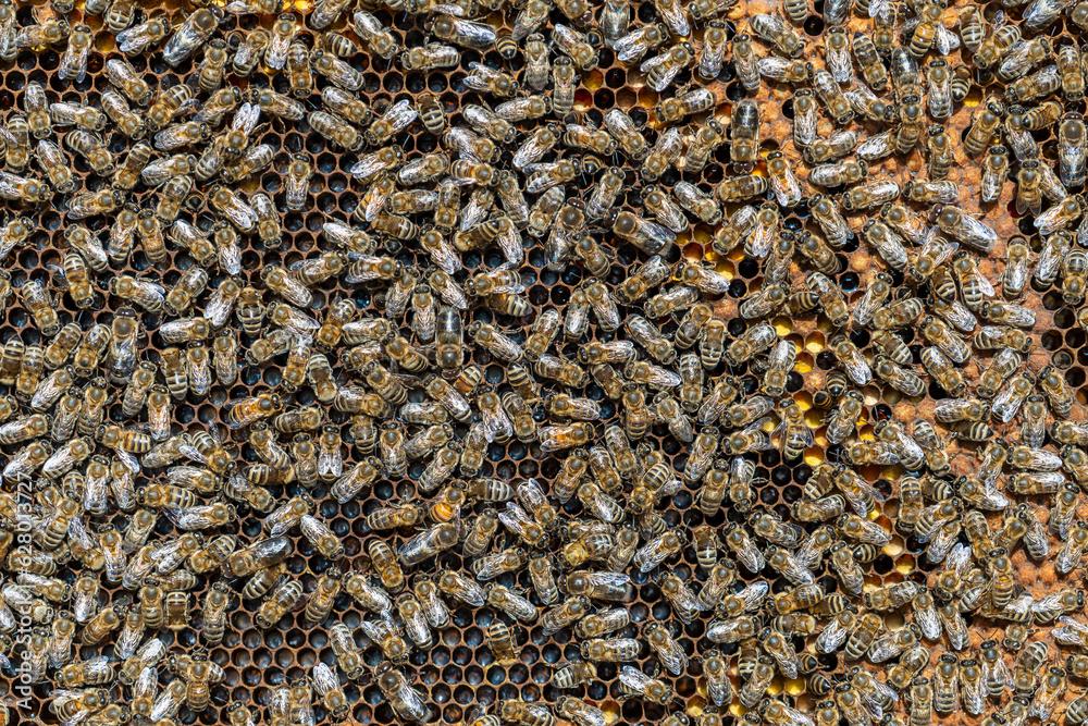 Colony of bees on honeycomb in apiary. Beekeeping in countryside. Wooden frame with honeycombs, closeup Colony of bees on honeycomb in apiary. Beekeeping in countryside. Wooden frame with honeycombs, closeup