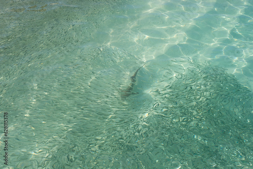 Baby shark hunting in the shallow water, Maldives