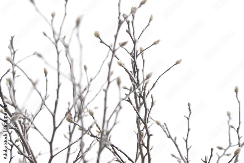 Fototapeta premium Pianta e gemme su sfondo bianco di una giornata invernale