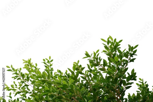 Tropical tree with leaves branches and sunlight, on white isolated background for green foliage backdrop 