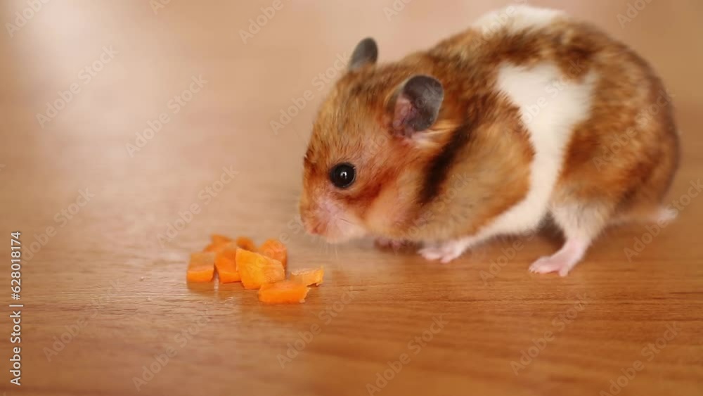 Mother hamster with big cheeks with food. The life of small animals.