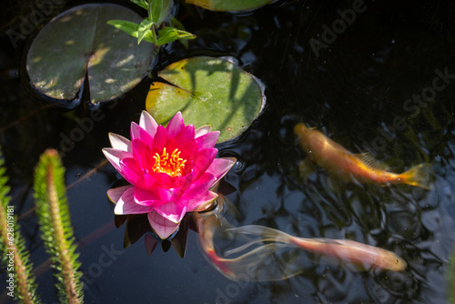 magnifique fleur de nénuphar rose au milieu d'un bassin ou d'un étang.
