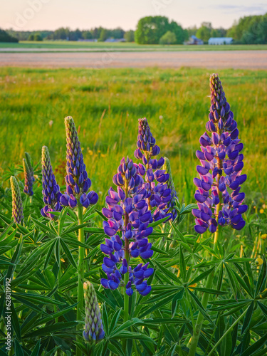 Purple lupins in warm rays of setting sun against background of field, countryside.