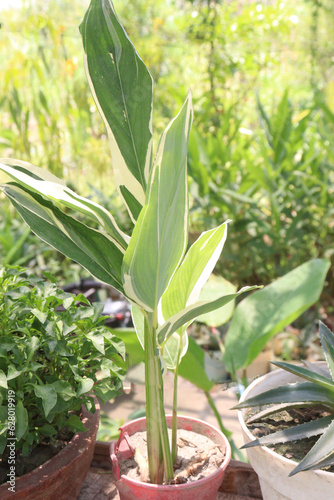 Maranta arundinacea also called arrowroot tree plant