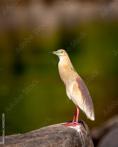 adult Indian Pond Heron or Ardeola grayii bird in breeding plumage and natural green background perched on big rock in golden hour sunset light at forest of central india asia photo