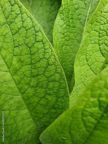 beautiful texture of green leaves