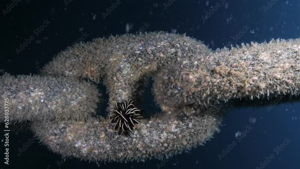 Unique underwater view of a large chain attached to an artificial reef project covered in colourful coral . 4k vertical video