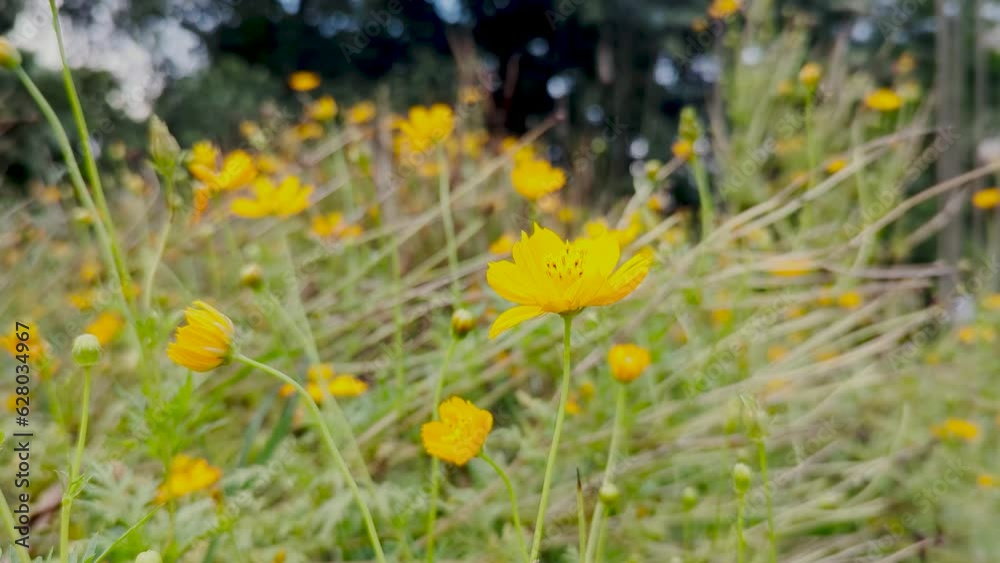 Scenic view of a flower garden with yellow flowers and dead flower buds. Beautiful yellow sulfur cosmos flower in a garden 4K video. Cosmos flower floating in the air on a blurry background. Scenic view of a flower garden with yellow flowers and dead flower buds. Beautiful yellow sulfur cosmos flower in a garden 4K video. Cosmos flower floating in the air on a blurry background.