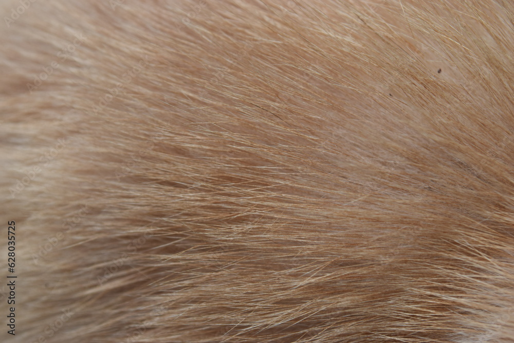 close up of fur texture close up of fur texture