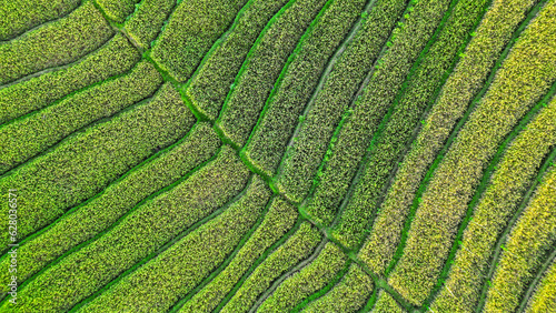 Aerial view of green rice field pattern and texture with natural conditions in Nanggulan, Kulon Progo, Yogyakarta, Indonesia. Javanese Rural scene, paddy terrace garden in a village.