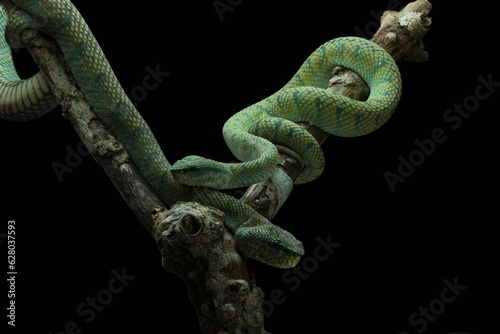 snake, viper, animal, viper snake native to Kalimantan island
