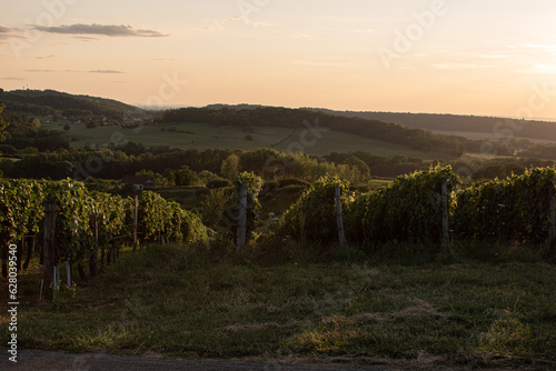 Vignes du Jura en AOC Côtes du Jura, sur la commune de passenans