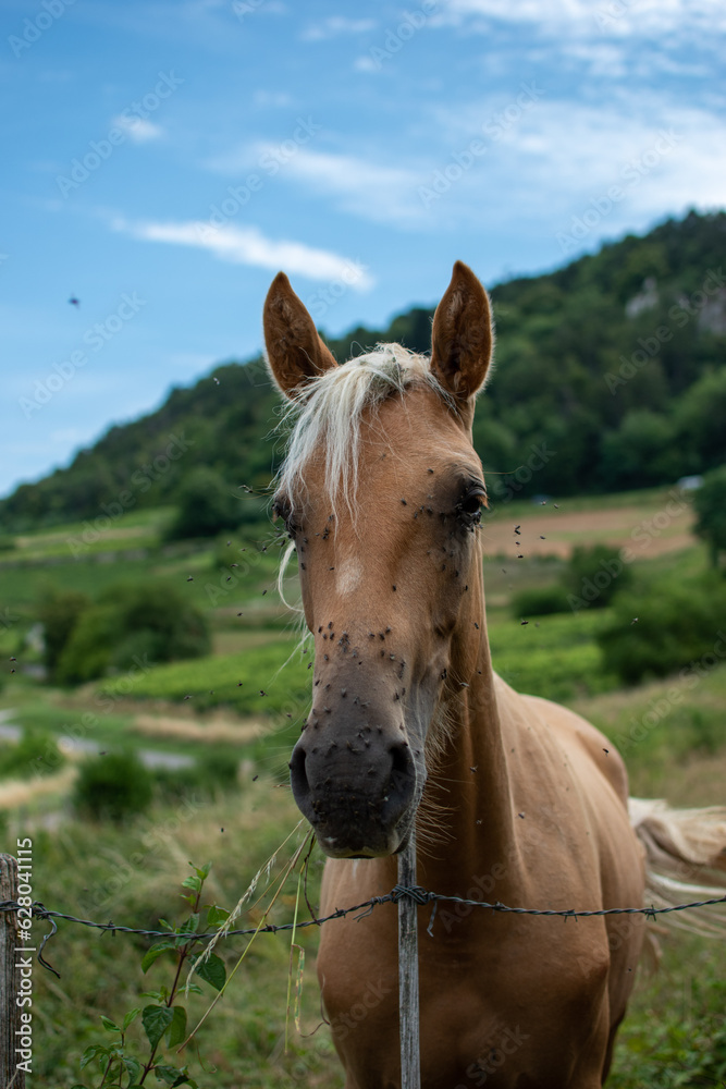 Cheval à côté des vignes du Jura vers Poligny