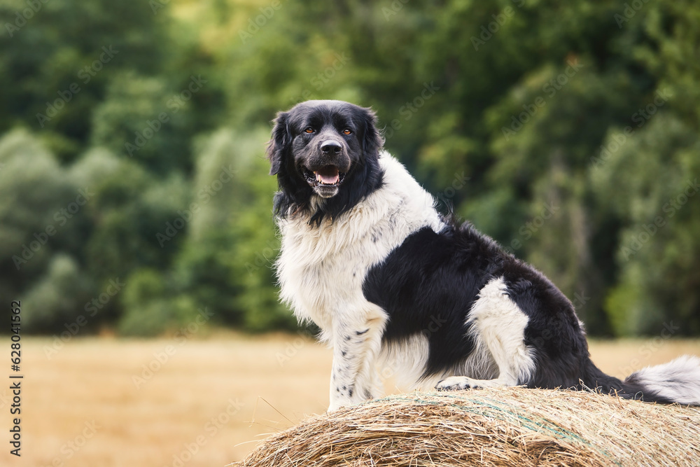 Happy dog sitting on top of large bale of straw in field. Cute Czech Mountain Dog in nature.