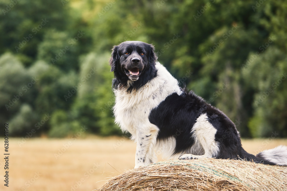 Happy dog sitting on top of large bale of straw in field. Cute Czech Mountain Dog in nature. Happy dog sitting on top of large bale of straw in field. Cute Czech Mountain Dog in nature.