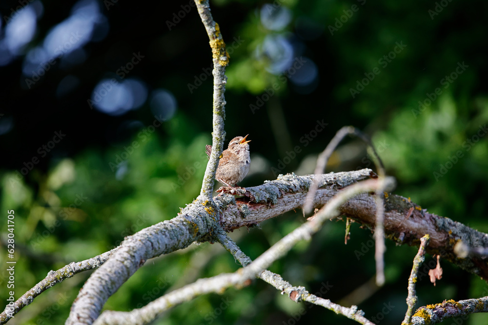 Wren singing in a tree