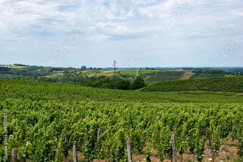 Vue du vignoble d'Arbois, en premier plan des vignes de Savagnin