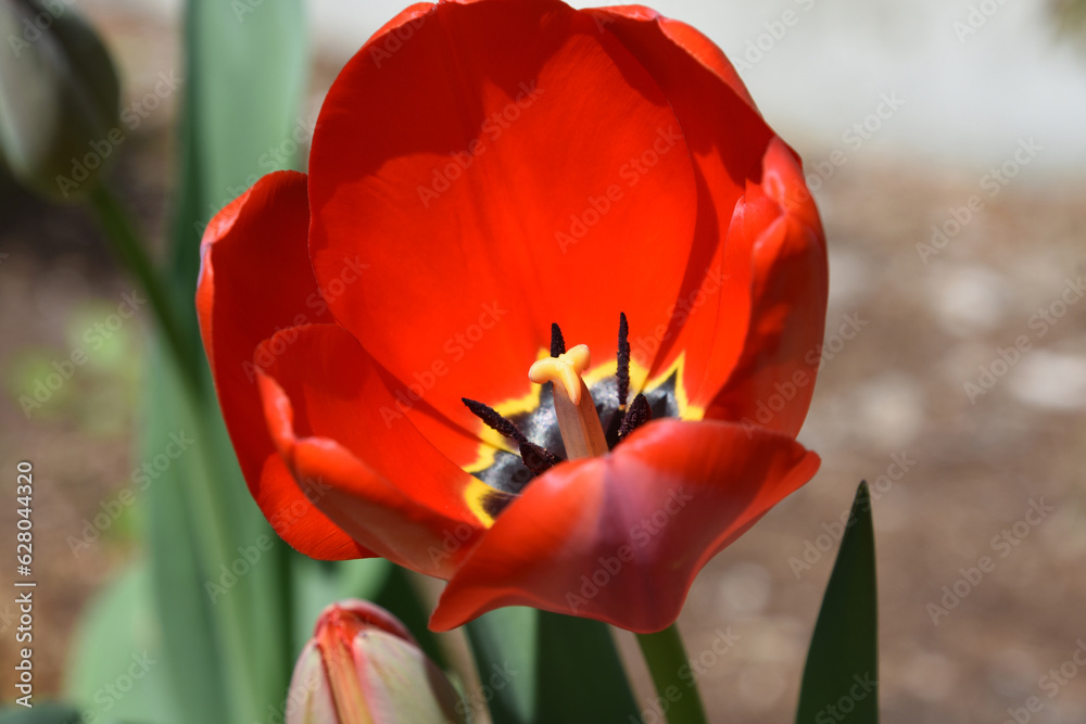 Beautiful Up Close Look at Blooming Red Tulip Beautiful Up Close Look at Blooming Red Tulip