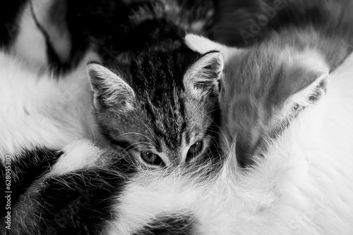 Close-up sur deux bébés chatons en train de téter leur maman © PicsArt