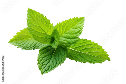 Mint green leaf isolated