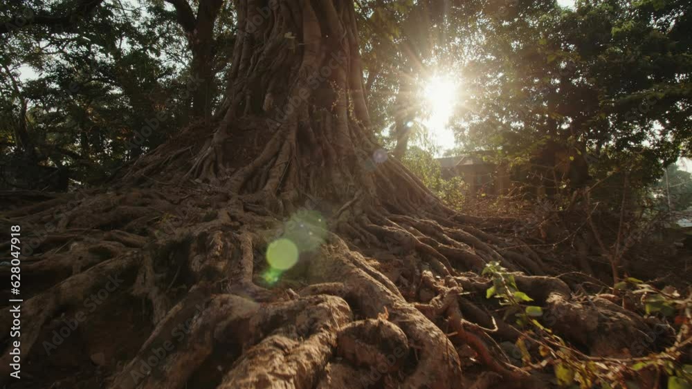 Powerful long roots around a large tree at dawn illuminated by the morning sun breaking through the branches. Mystical mysterious landscape with a dense tree. Concept of old mystical tree
