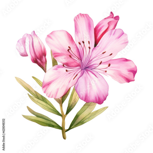 Watercolor pink flower isolated