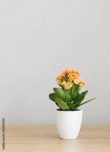 Wallpaper Mural Kalanchoe in  white flower pot on  wooden shelf against  gray wall Torontodigital.ca