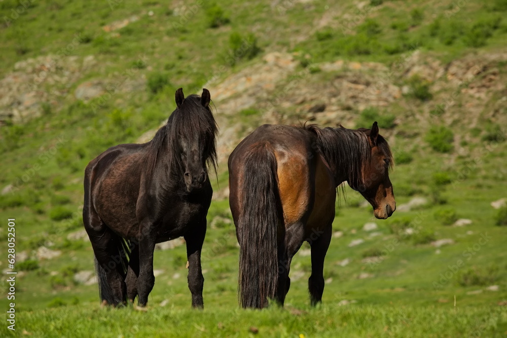 Horses grazing in the Altai mountain valleys. Horses grazing in the Altai mountain valleys.