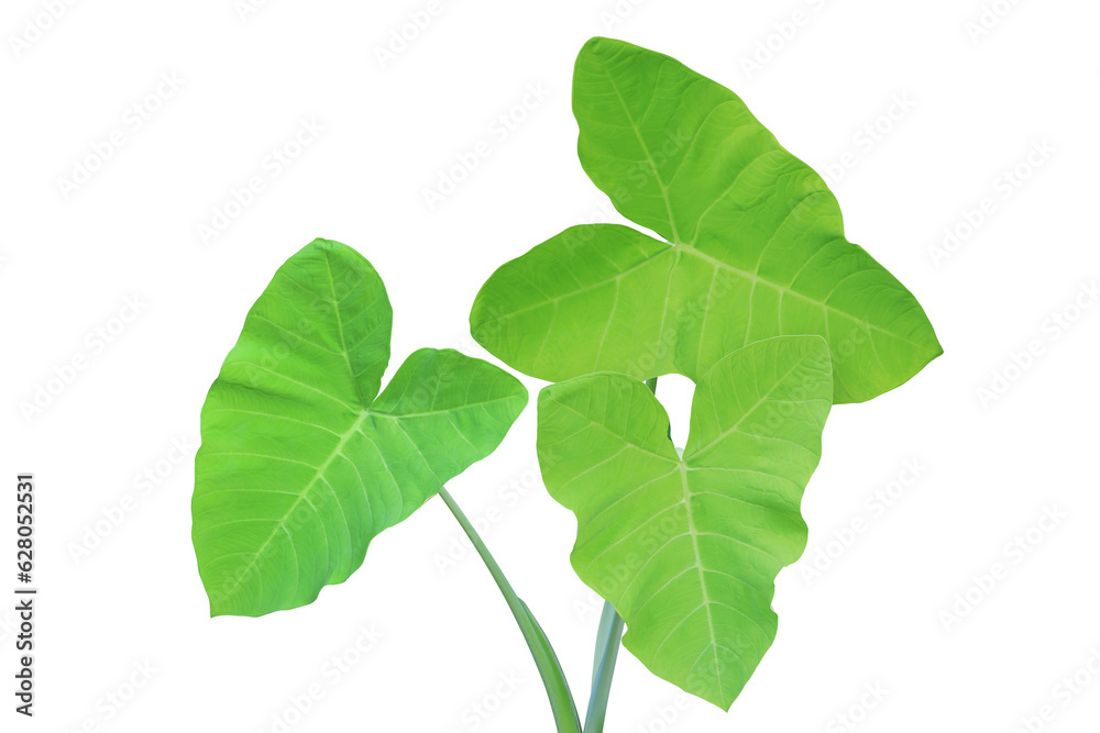 Lime Green Leaves of Golden Elephant Ear Plant Isolated on White Lime Green Leaves of Golden Elephant Ear Plant Isolated on White