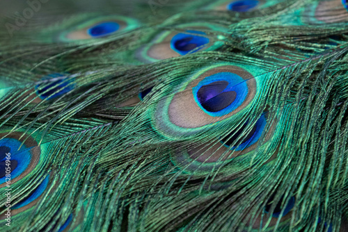 Close up beautiful feathers of Indian Peafowl, Pavo cristatus photo