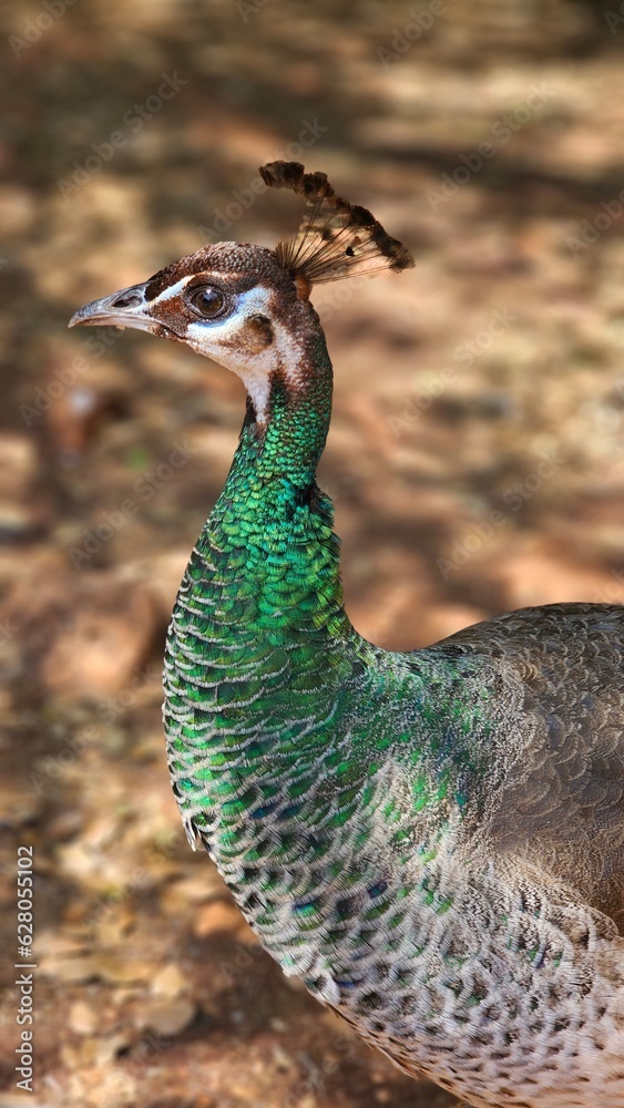 peacock with blue green colorful tail feathers pride head animal in nature zoo peacock with blue green colorful tail feathers pride head animal in nature zoo