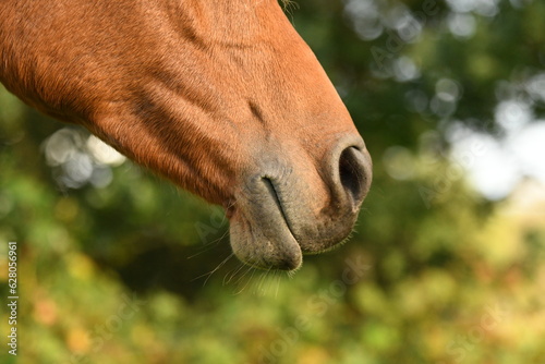 Close-up of nuzzle of brown Arabian horse with green bokeh in soft light