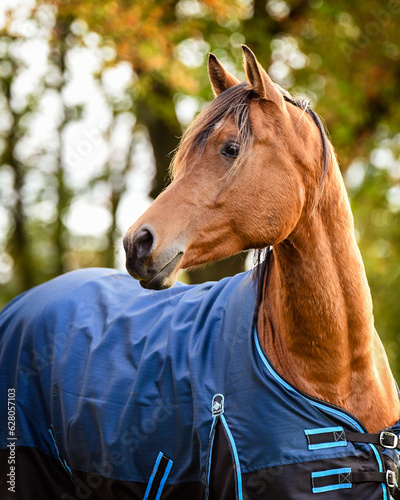 Brown Arabian horse with blue blanket in autumn in the field