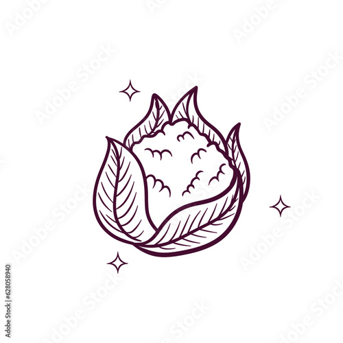 Hand Drawn Cauliflower. Doodle Vector Sketch Illustration