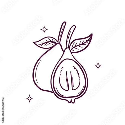 Hand Drawn Guava. Doodle Vector Sketch Illustration