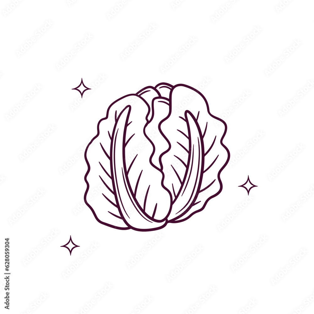 Hand Drawn Cabbage. Doodle Vector Sketch Illustration Hand Drawn Cabbage. Doodle Vector Sketch Illustration