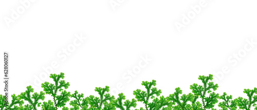 grass frame isolated on white background