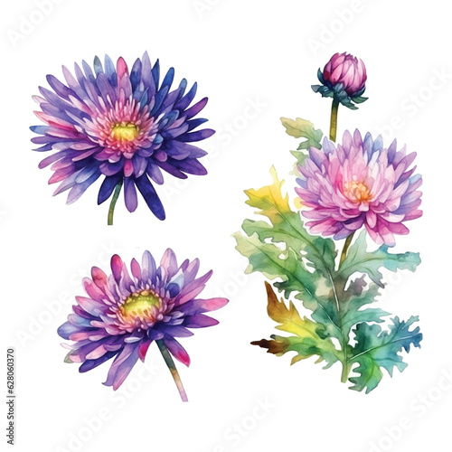 Aster flowers watercolor paint collection