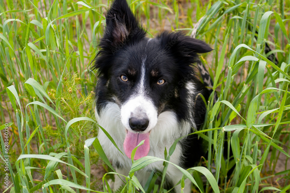 border collie dog in grass