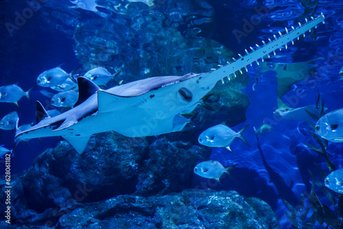 largetooth sawfish (Pristis pristis) swimming around large aquarium tank, The sawfish also they known as carpenter sharks