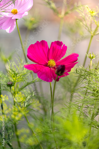 Summer flowers. Cosmos flowers blooming in garden. Summer natural backdrop.
